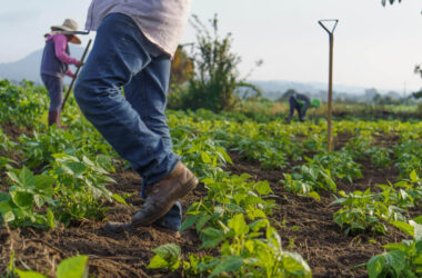 Guides to Sustainable and Profitable Agriculture