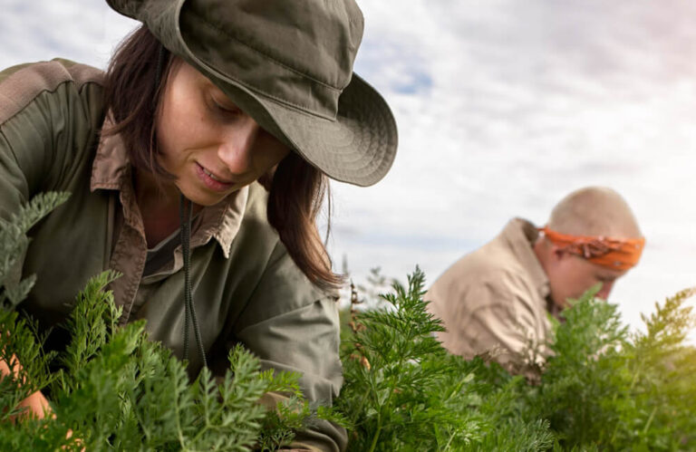 How Sustainability Shapes Farming Agriculture